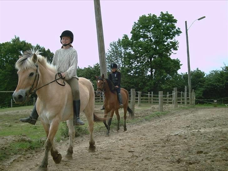 Fjordhest Aske *R.I.P - Himmelhest* - Ridning - Springning uden sadel - 2005 billede 3