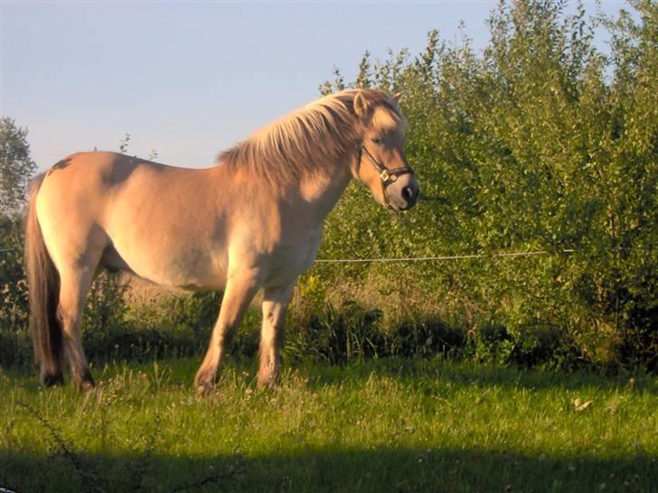 Fjordhest Aske *R.I.P - Himmelhest* - Aske i haven. billede 4