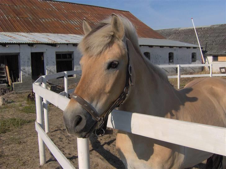 Fjordhest Aske *R.I.P - Himmelhest* - Aske på Ridelejr, Agersted 2007 billede 5