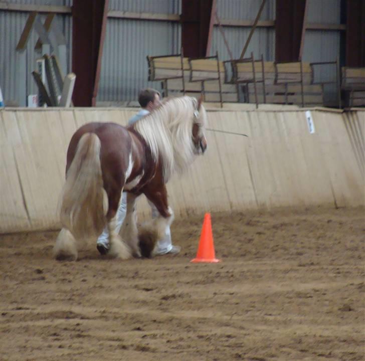 Tinker Wren Boy - HINGST - Henning og Wren ved mønstring. billede 11