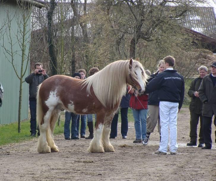 Tinker Wren Boy - HINGST - Står pænt foran dommerne billede 12