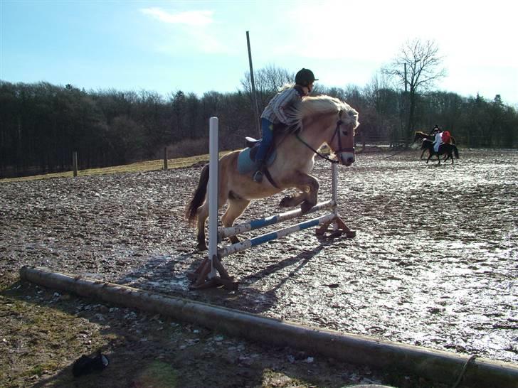 Fjordhest Aske *R.I.P - Himmelhest* - Aske til Fastelavnsspringning.. Klodshans på geden billede 7