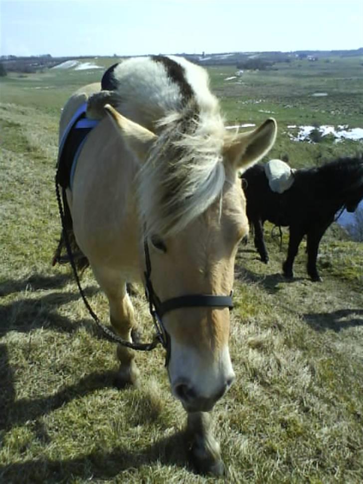 Fjordhest Casus - solgt :'( - ude at ride i bakkerne :) billede 13