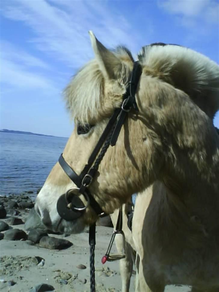 Fjordhest Casus - solgt :'( - det dejligt at gå og hygge nede ved vandet :) billede 14