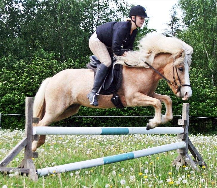 Islænder Storgaardens Glama - horsemanship på junior ridelejren <3 billede 2