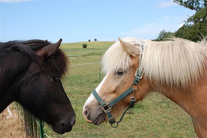 Islænder Storgaardens Glama - På junior ridelejr, og glama havde fånet sig en lille kæreste <3 billede 4