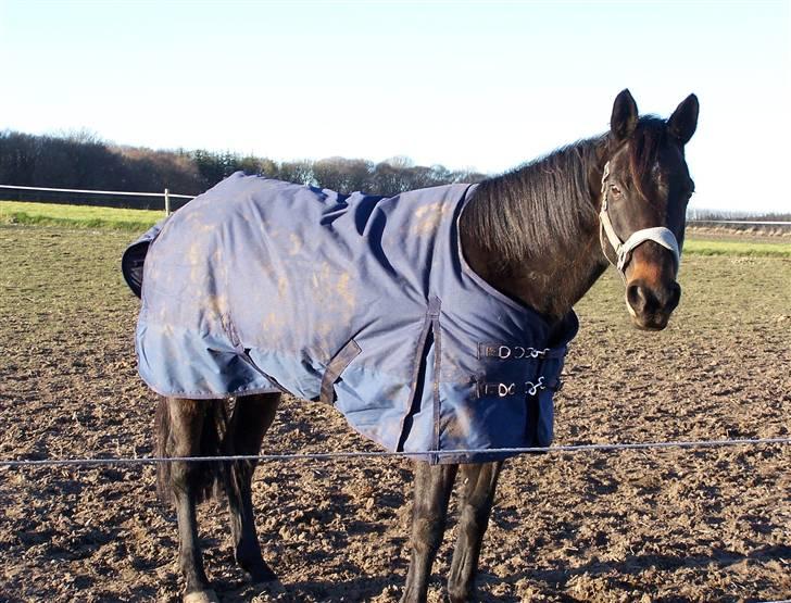 Anden særlig race Tyra - Tyra på fold billede 12