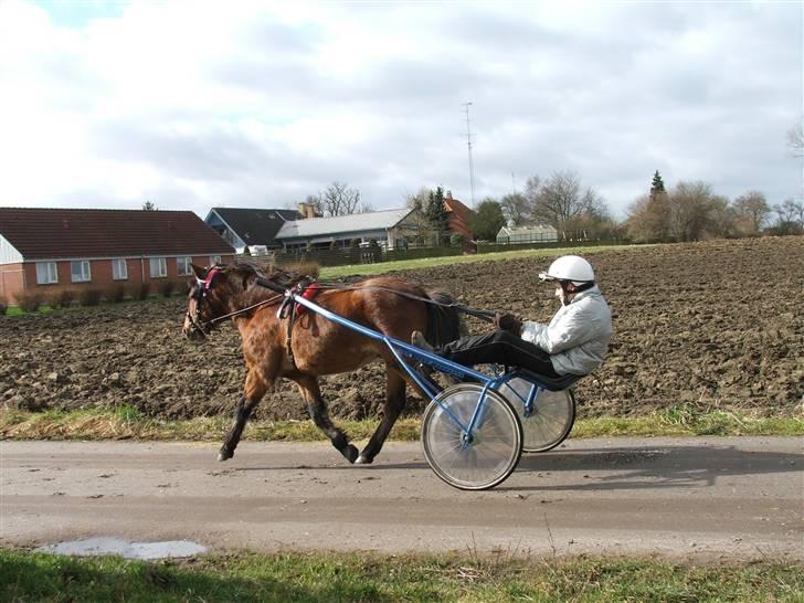 Gotlandsruss Guylian (s) billede 5