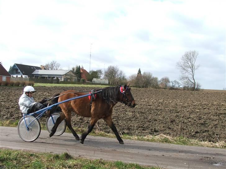 Gotlandsruss Guylian (s) billede 7