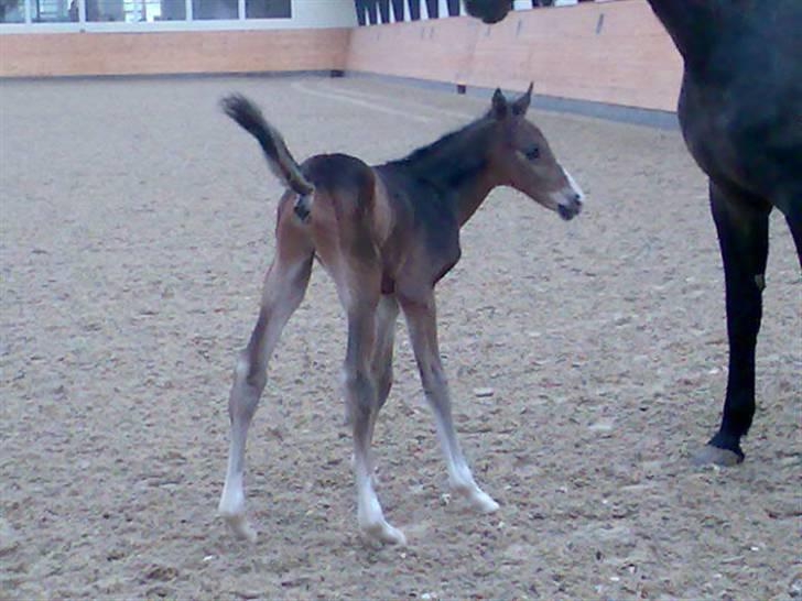 Dansk Varmblod Rosenkildes Royaliti - første gang i ride hallen  billede 1