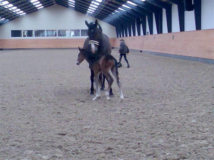Dansk Varmblod Rosenkildes Royaliti - nusser lige lidt med mor  billede 2
