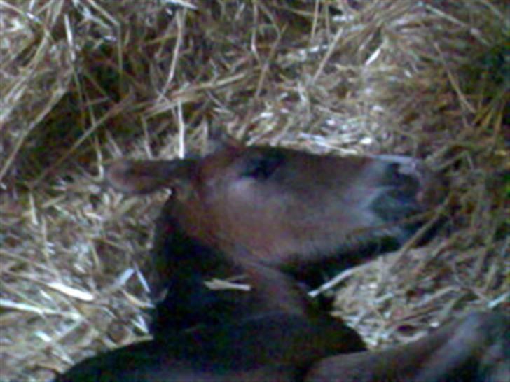 Dansk Varmblod Rosenkildes Royaliti billede 3