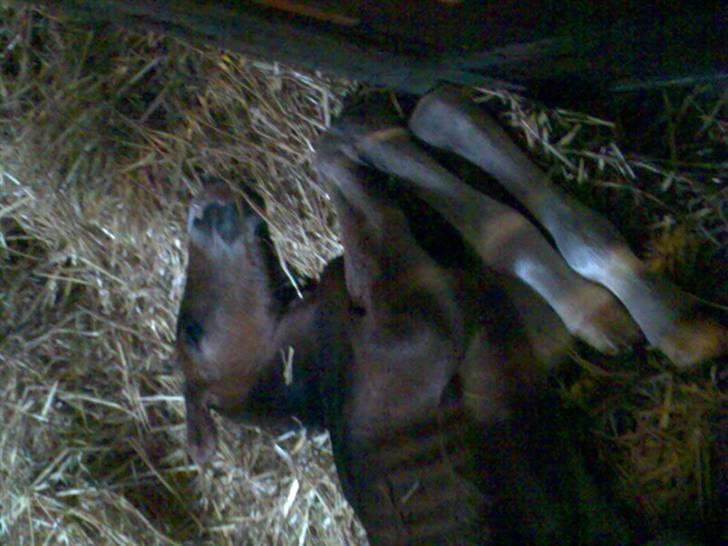 Dansk Varmblod Rosenkildes Royaliti - helt ny født lige trukket ud af hinden  billede 4