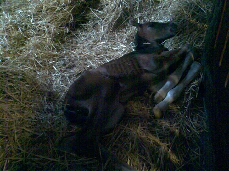 Dansk Varmblod Rosenkildes Royaliti - sover lige lidt billede 5