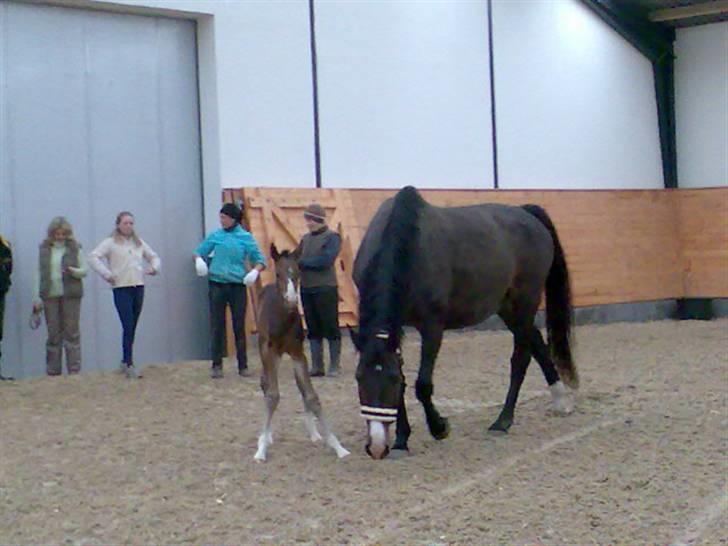 Dansk Varmblod Rosenkildes Royaliti - førate gang med mor i ride hallen  billede 6