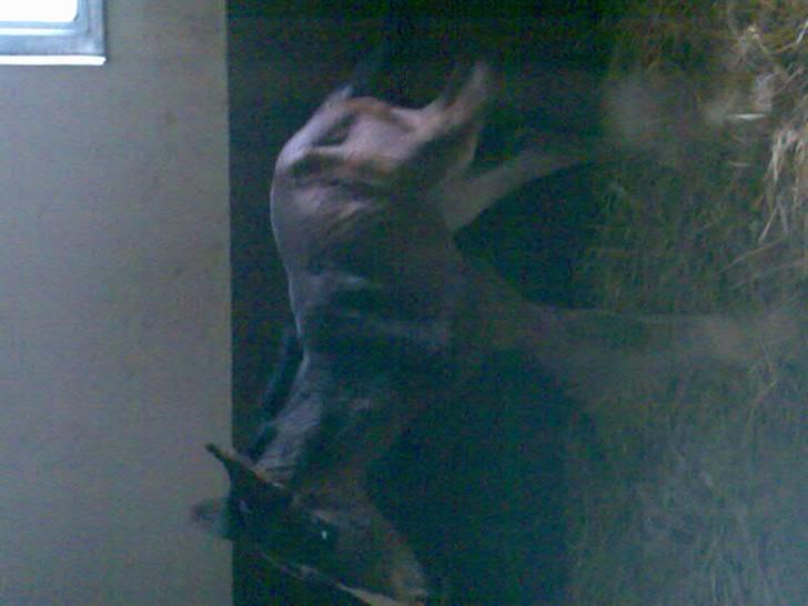 Dansk Varmblod Rosenkildes Royaliti - første skridt uden hjælp juhuu billede 7