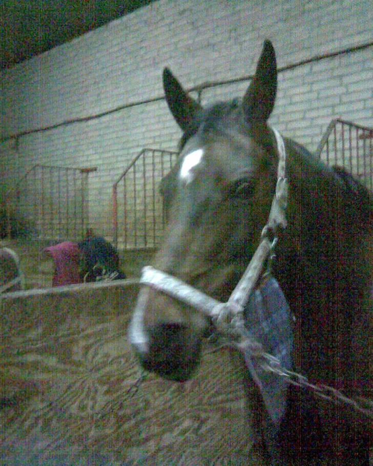 Arabisk fuldblod (OX) Fanema-OX *Solgt* billede 1