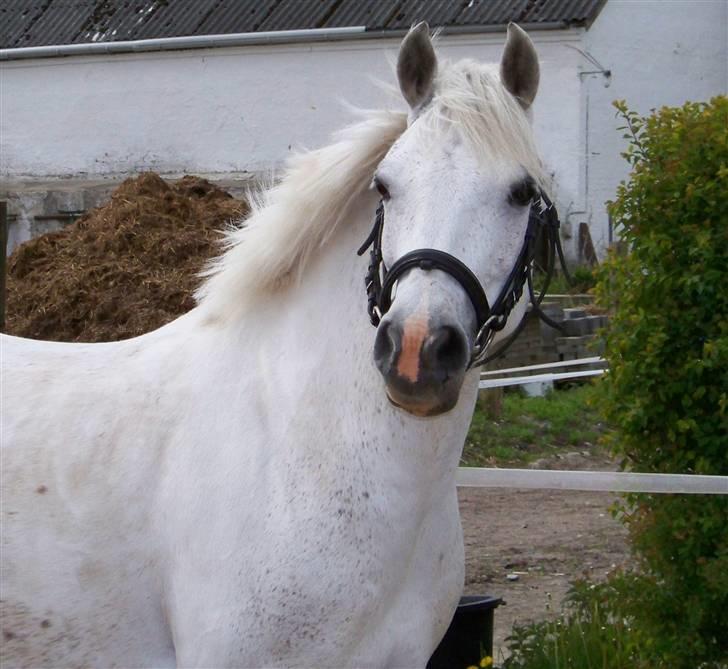 Anden særlig race Cherie - nr. 5 billede 5