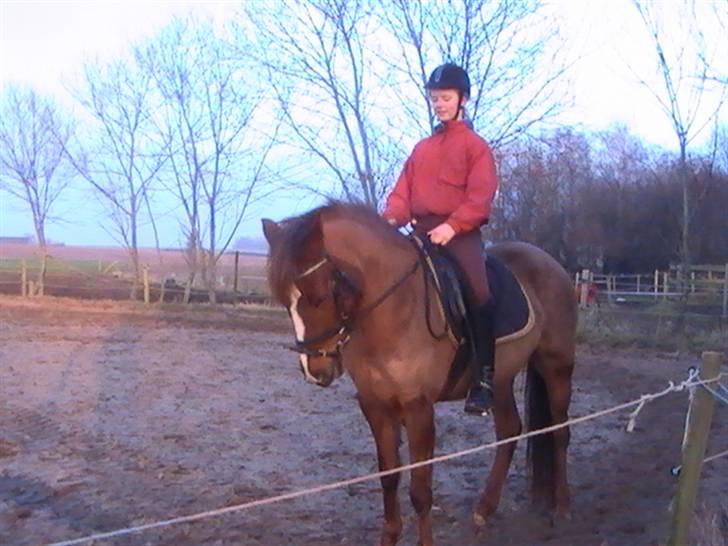 Welsh Pony af Cob-type (sec C) Ahorns Lianetta - træning billede 20