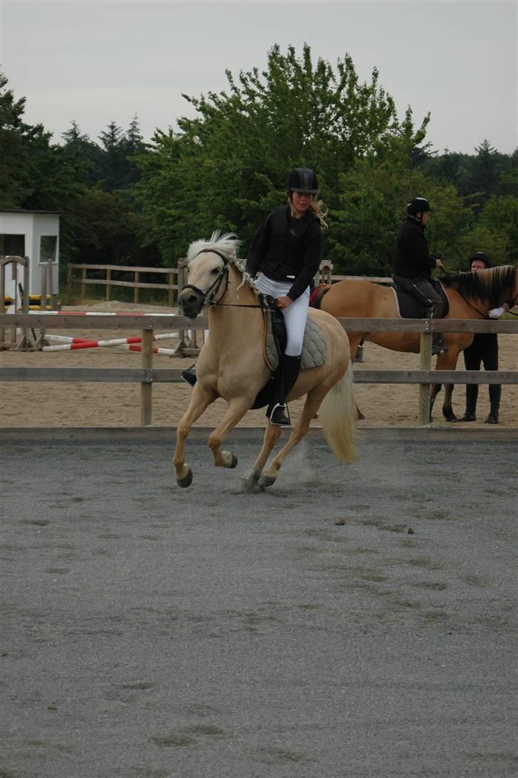 Anden særlig race Isabella R.I.P. 10-03-11 - 9 år - 2008 *Foto; Forældre* billede 18