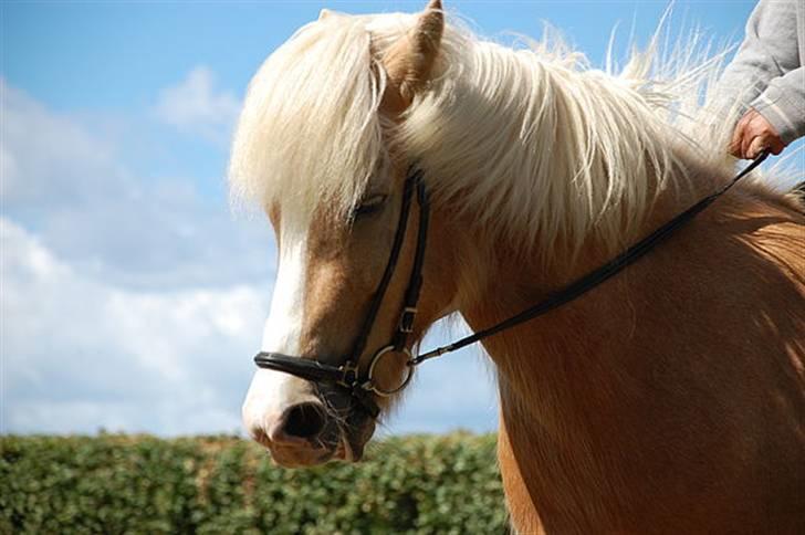 Islænder Storgaardens Glama billede 5