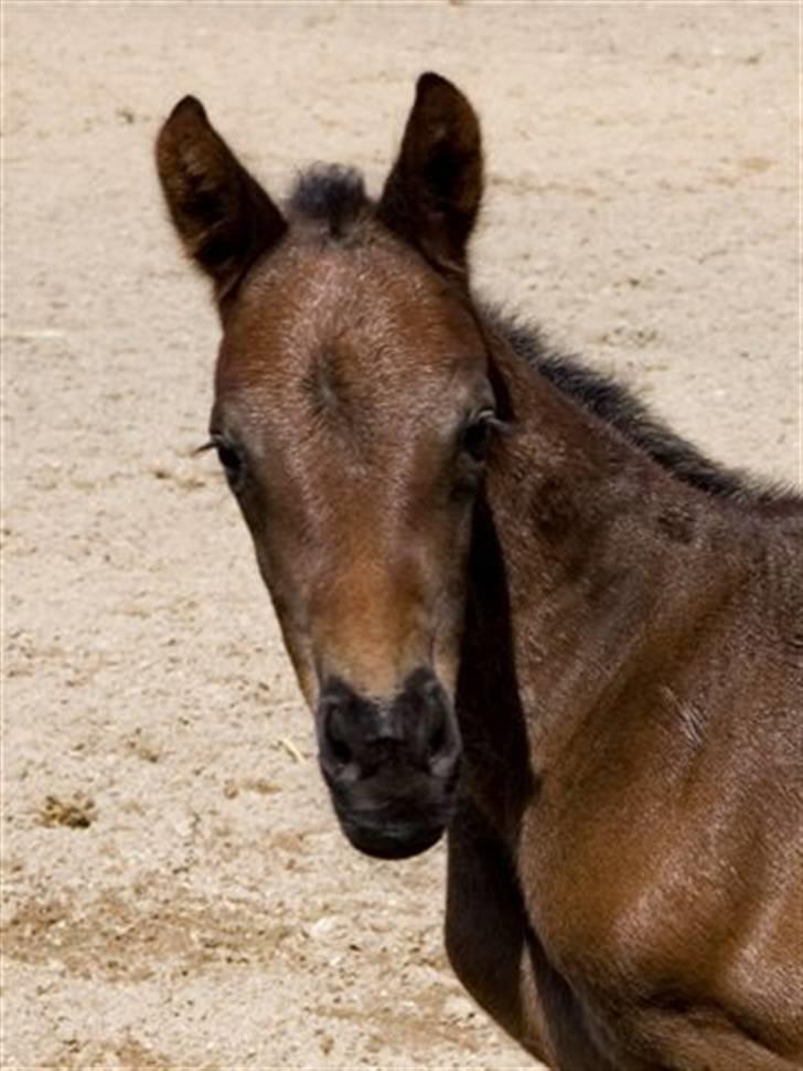 Dansk Varmblod Esandri billede 7