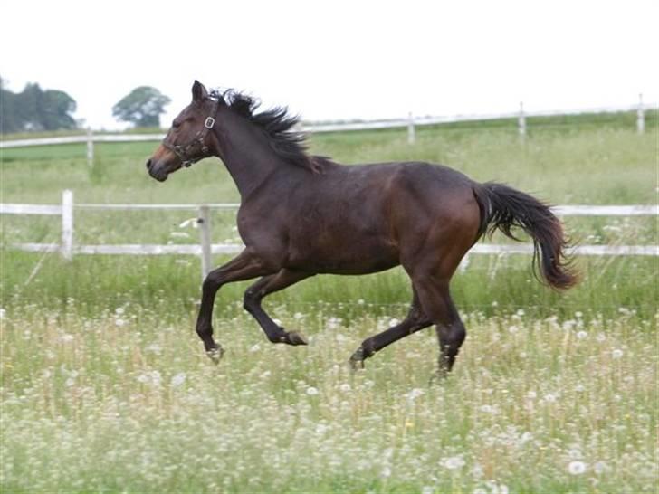 Dansk Varmblod Esandri billede 8