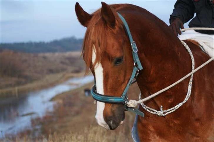 Dansk Varmblod Vestgårdens Aragorn  - Smukkes hoved :)  billede 1