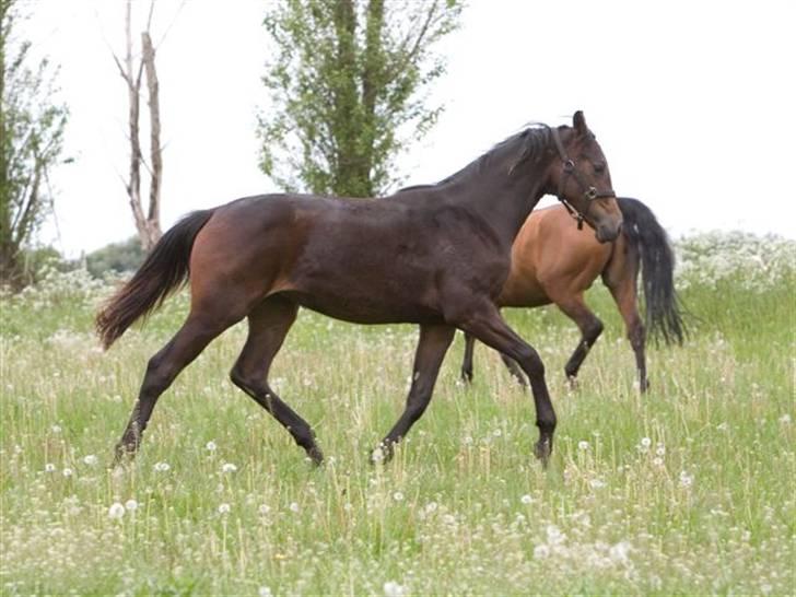 Dansk Varmblod Esandri billede 9