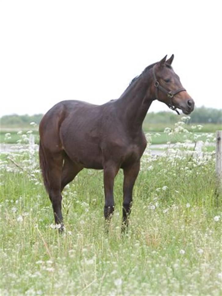 Dansk Varmblod Esandri billede 10