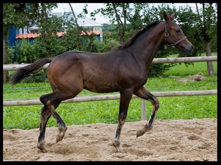 Dansk Varmblod Esandri billede 11