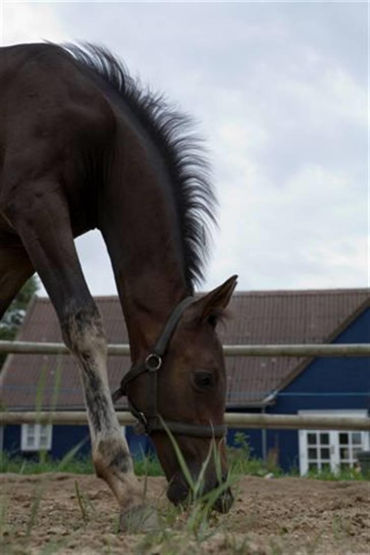 Dansk Varmblod Esandri billede 12