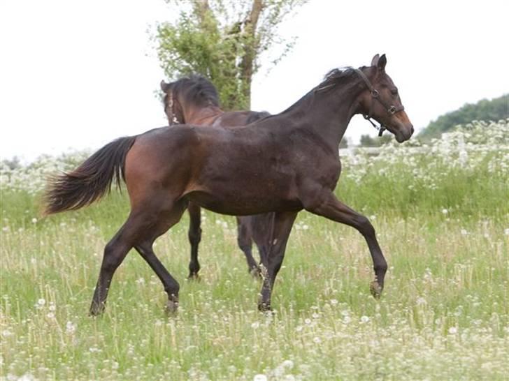 Dansk Varmblod Esandri billede 13