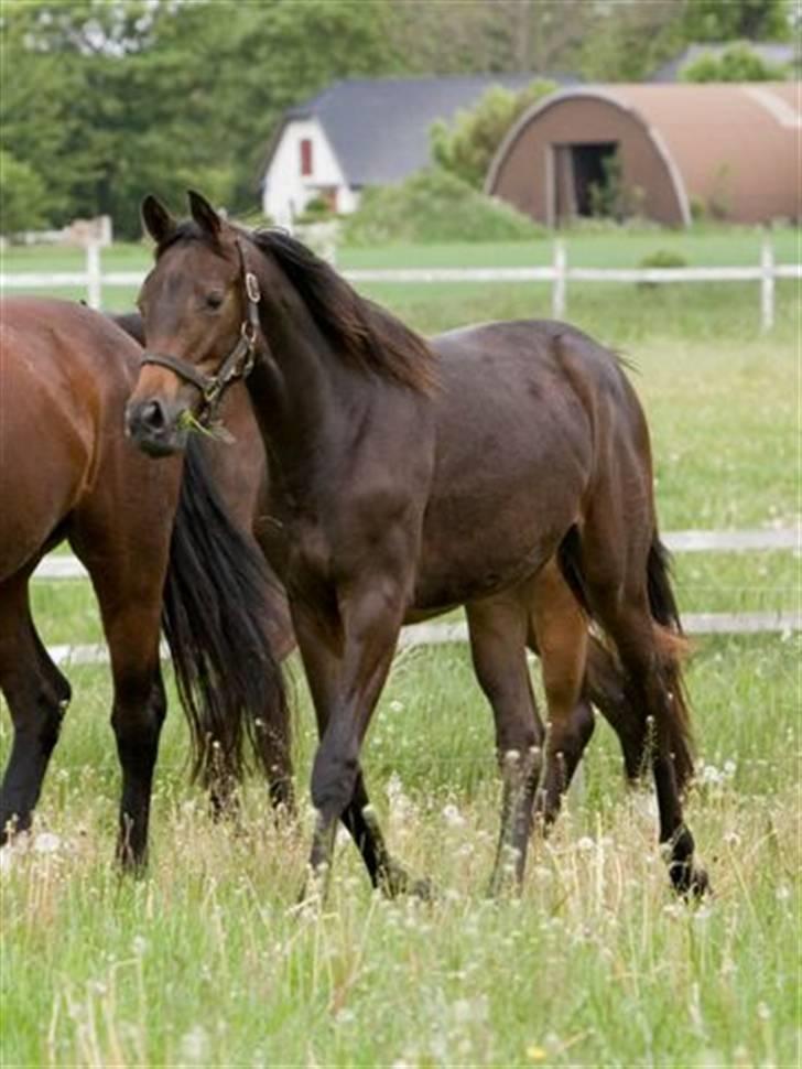 Dansk Varmblod Esandri billede 14