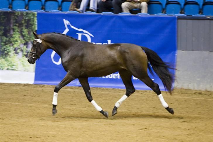 Dansk Varmblod Esandri billede 15