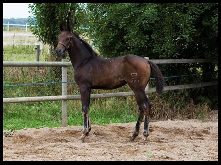 Dansk Varmblod Esandri billede 16