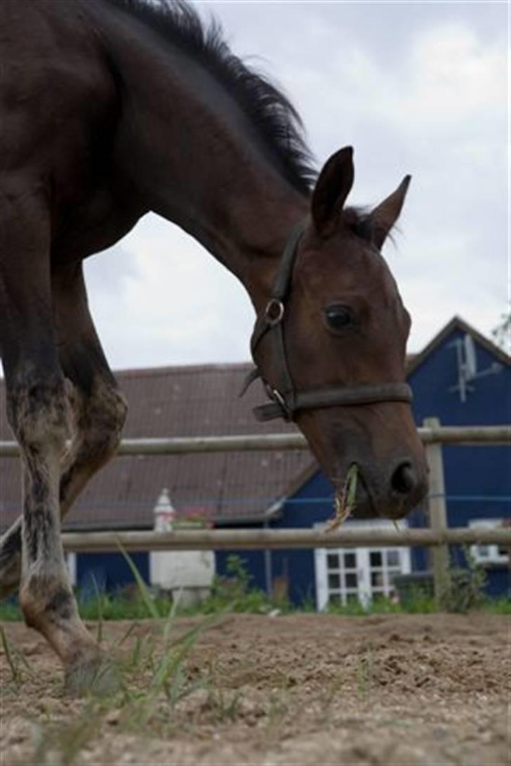 Dansk Varmblod Esandri billede 17