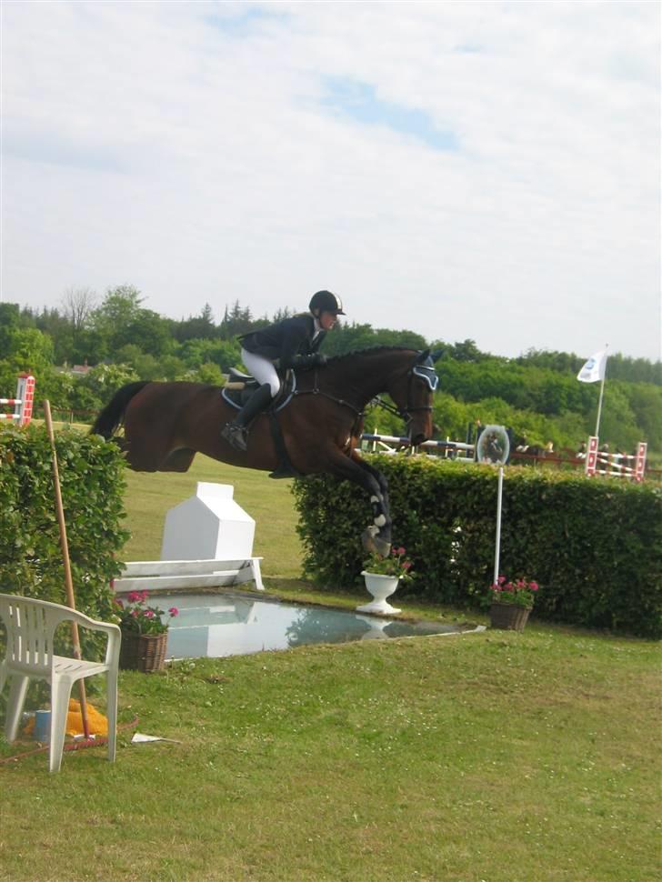 Dansk Varmblod Ofelia - Ofelia over vandgrav Mb billede 17