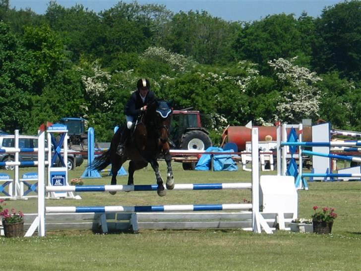 Dansk Varmblod Ofelia - Ofelia over vandgrav Ma billede 18