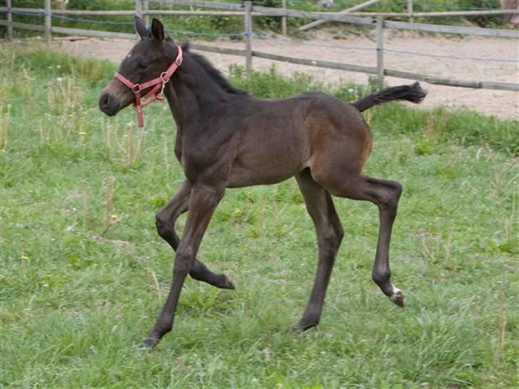 Dansk Varmblod Fistina billede 9