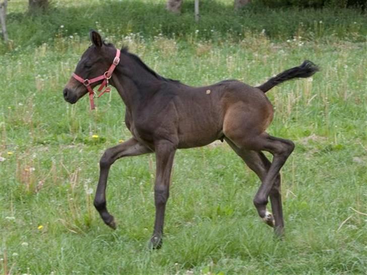 Dansk Varmblod Fistina billede 10