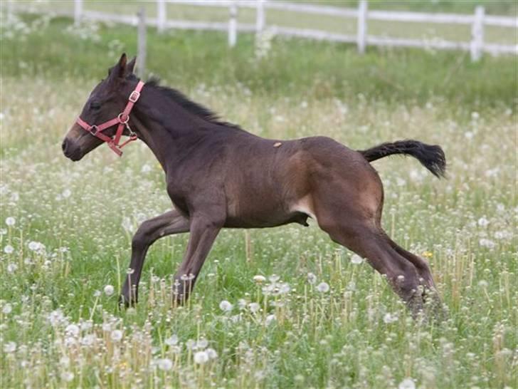 Dansk Varmblod Fistina billede 11