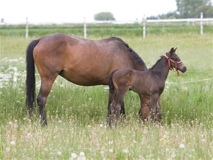 Dansk Varmblod Fistina billede 12