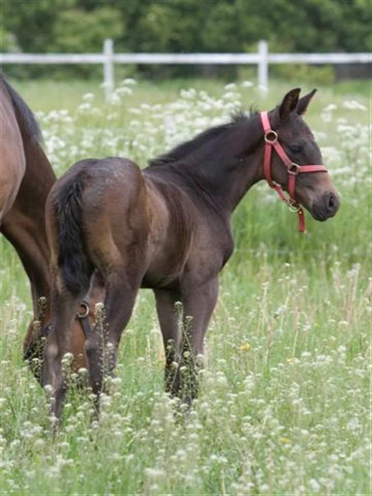 Dansk Varmblod Fistina billede 14
