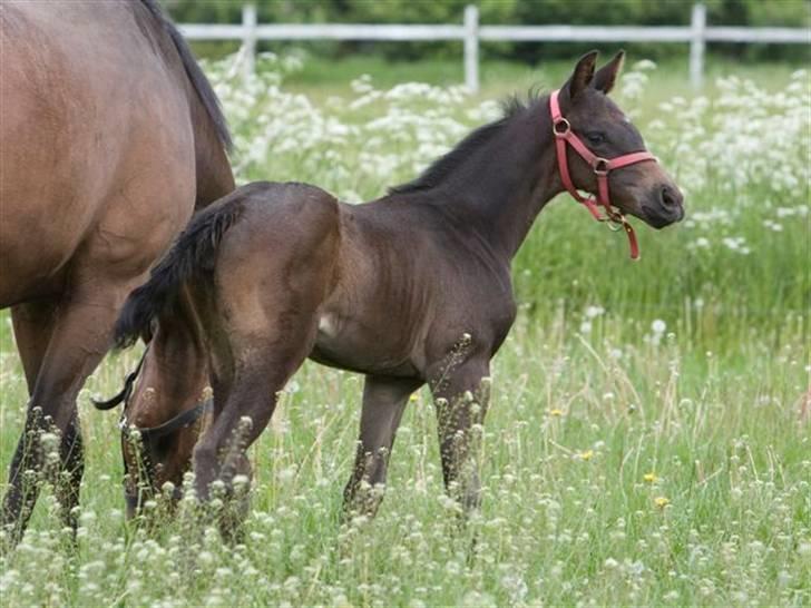Dansk Varmblod Fistina billede 16