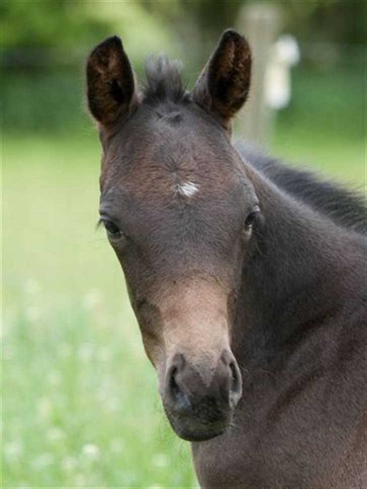 Dansk Varmblod Fistina billede 17