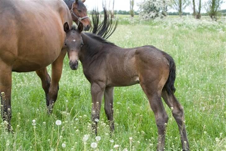 Dansk Varmblod Fistina billede 18