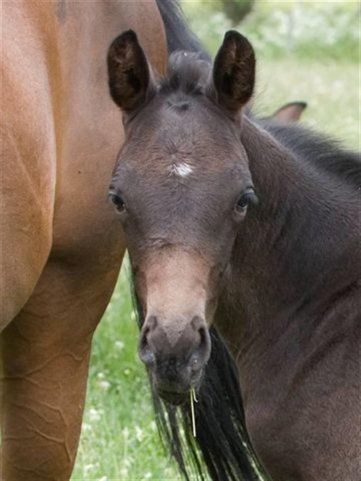 Dansk Varmblod Fistina billede 19