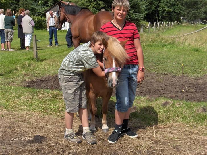 Shetlænder "Madonna"  - Solgt billede 3