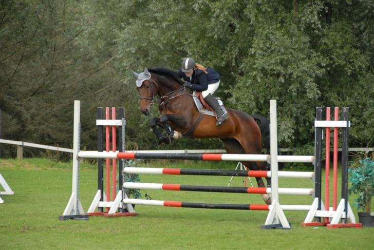 Dansk Varmblod Ofelia - Holdmesterskab billede 19